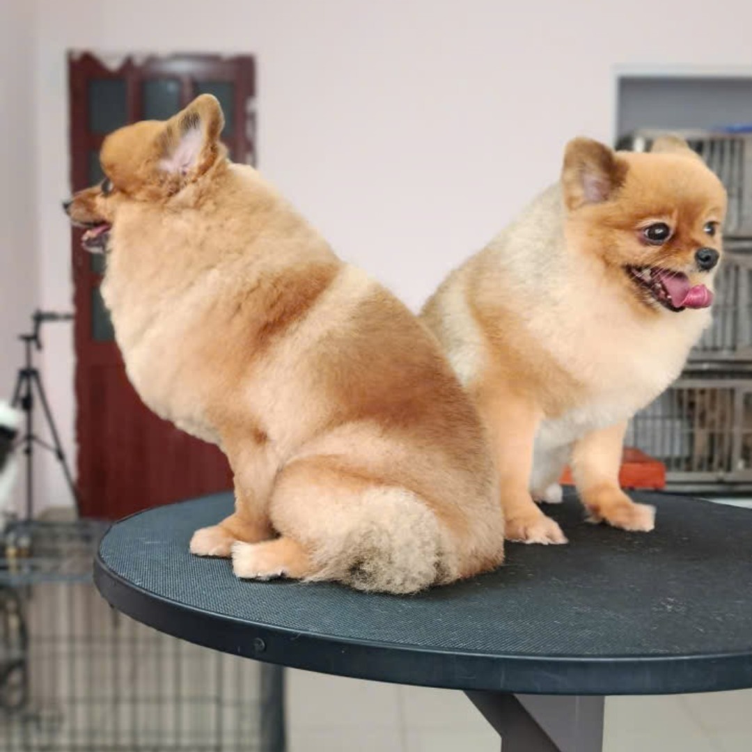 Grooming - cắt tỉa lông chó mèo