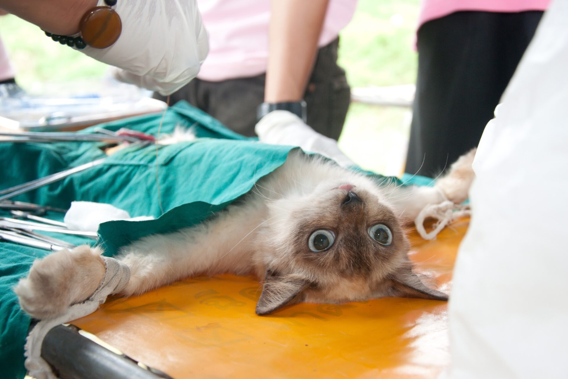 Triệt Sản Chó Mèo