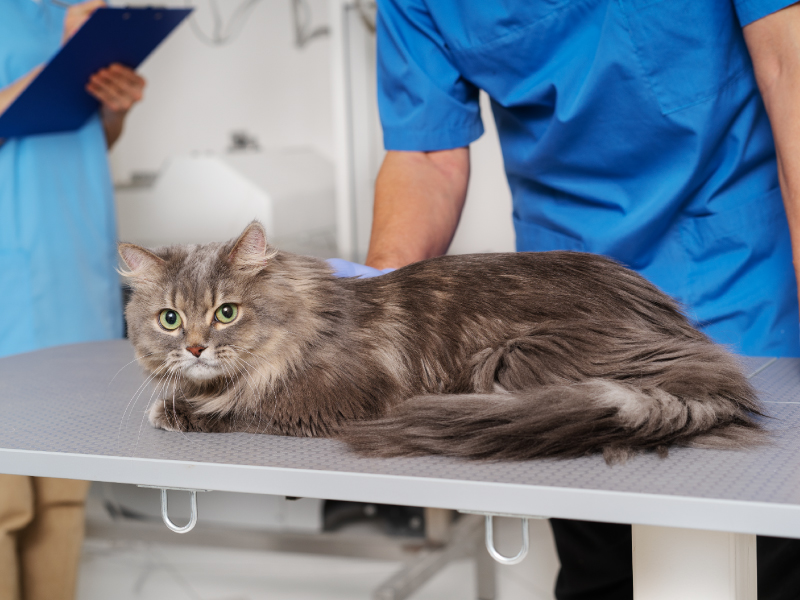 Dịch Vụ Cấp Cứu 24/7